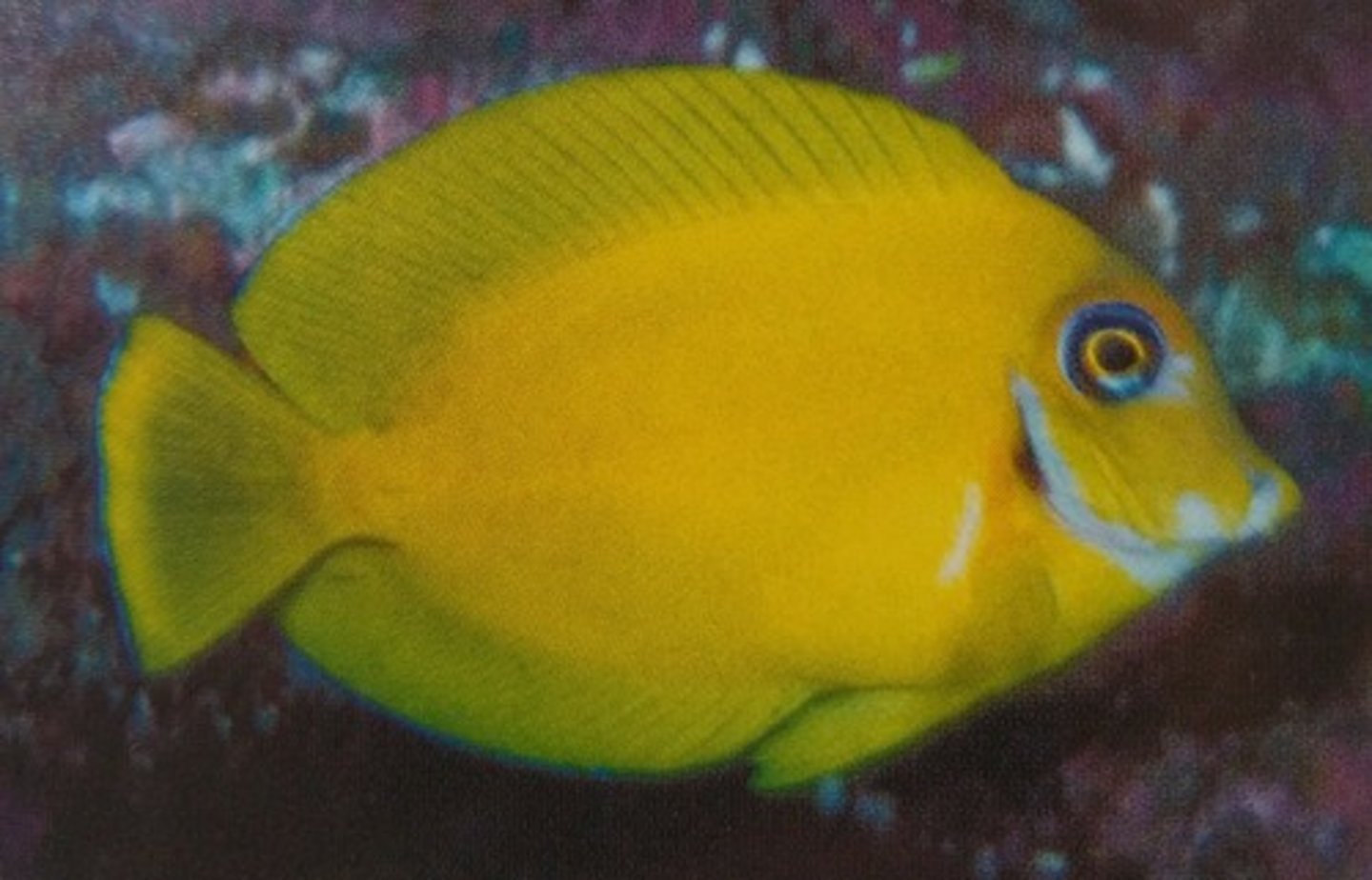 <p>Acanthurus pyroferus</p>