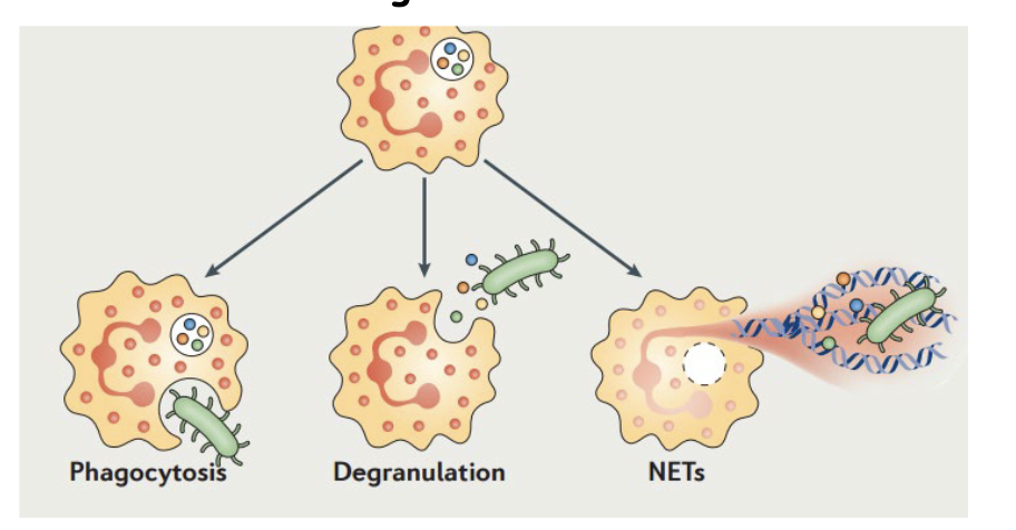 <ul><li><p><span><strong>Phagocytosis:</strong> Neutrophils ingest microorganisms into a phagosome, which then merges with granules (degranulation) to kill the pathogen internally.</span></p></li><li><p><span><strong>Degranulation:</strong> Activated neutrophils release cytoplasmic granules (containing antimicrobial peptides like defensins) into the extracellular space to destroy bacteria.</span></p></li><li><p><span><strong>Neutrophil Extracellular Traps (NETs):</strong> A, often terminal, process where neutrophils release their decondensed chromatin DNA, coated with histones and antimicrobial proteins (e.g., myeloperoxidase, neutrophil elastase). These traps catch and kill bacteria, fungi, and parasites outside the cell.</span></p></li></ul><p></p>