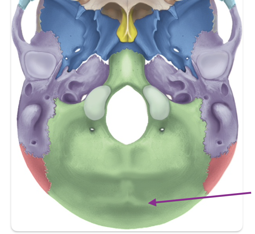 <p>Identify the bone/anatomical feature of the inferior view of the skull.</p>