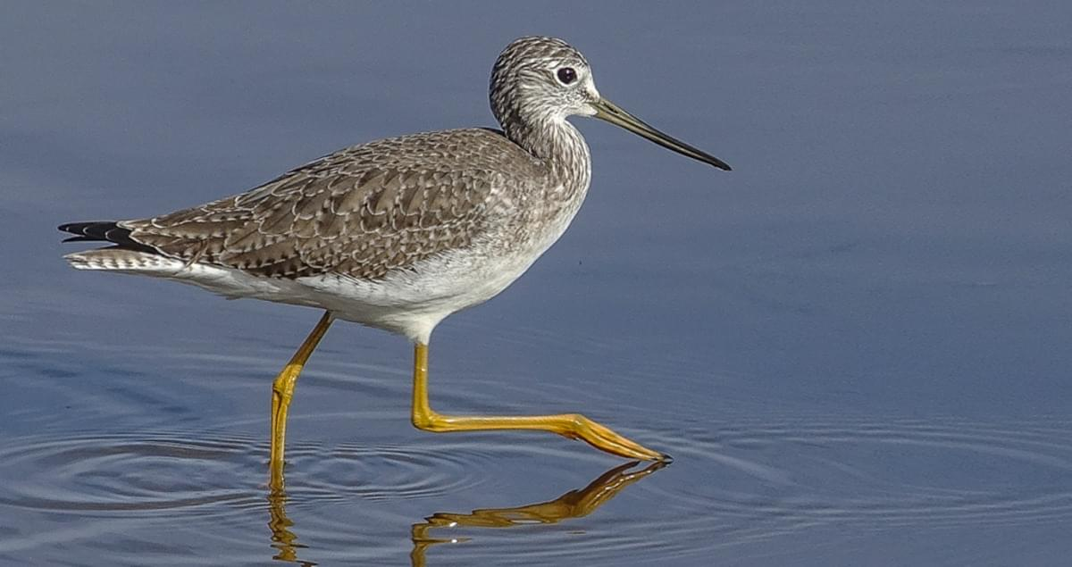 <p>Common:</p><p>Order:</p><p>Family:</p>