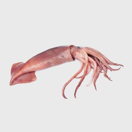 <p>squid [<span><span>skwɪd]</span></span></p>
