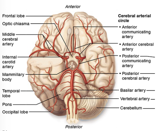 <p>What is the arterial anastomosis at the base of the brain surrounding the pituitary gland and the optic chiasma?</p>