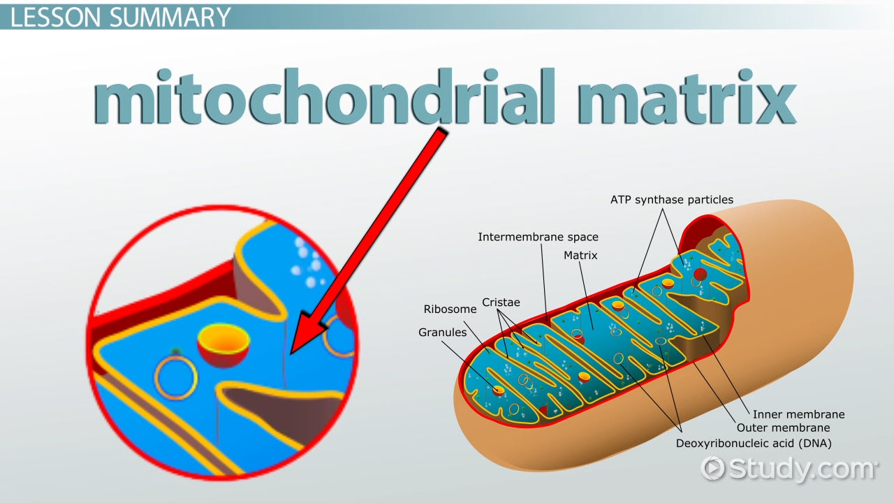 <p> Requires O2.</p><p>Produces CO2 and 2 ATPs;</p><p>Occurs in the mitochondrial</p><p>matrix.</p>