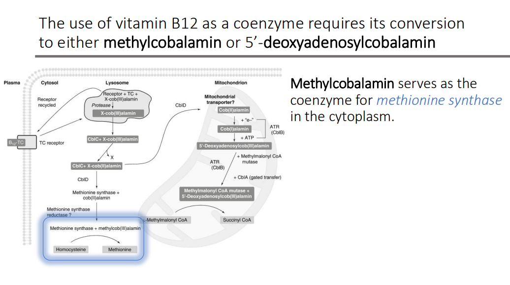 <p>methionine synthase</p>