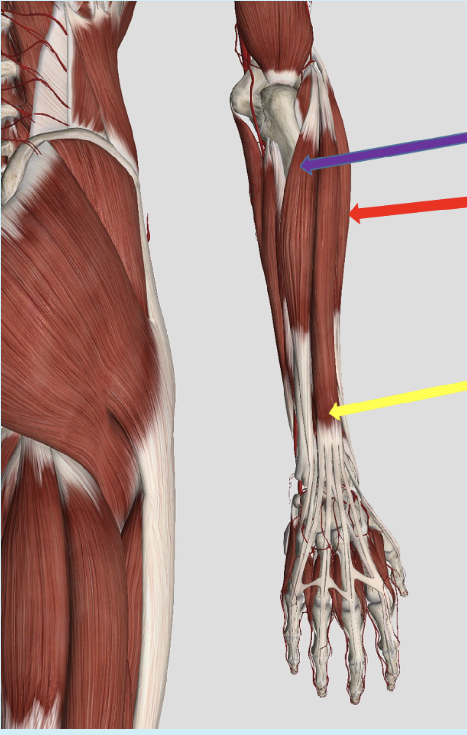 <p><span>Identify the muscle at the tip of the purple arrow</span></p>