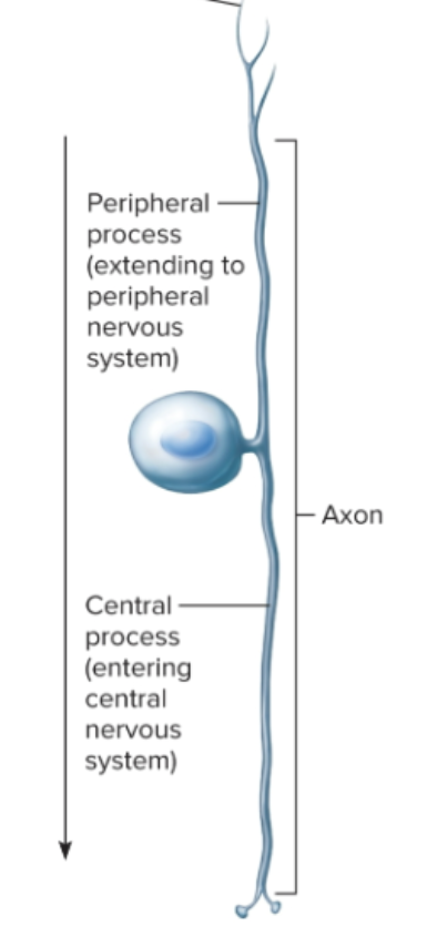 <p>What is a unipolar neuron?</p>