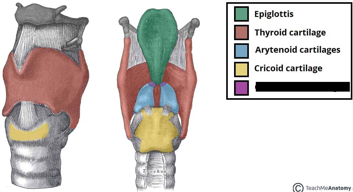 <p>two small, cone-shaped nodules made of elastic cartilage. They are paired structures in the larynx (the voice box) located at the very top of the larger arytenoid cartilages</p>