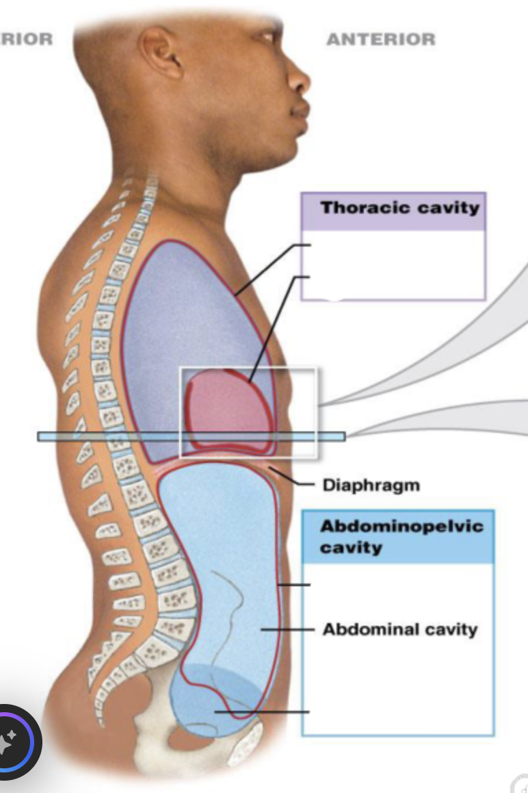 <p>abdominal cavity</p>