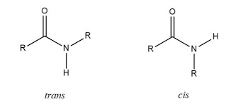<p>trans isomer (R group and amino acid opposite) </p>