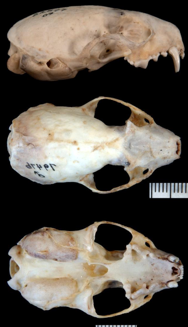 <p>Neogale frenata</p>