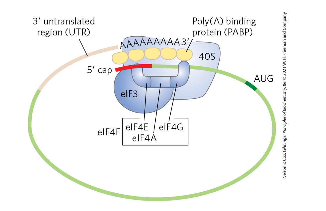 <ul><li><p><strong>Prokaryotes:</strong> ribosome is positioned by <strong>Shine–Dalgarno pairing</strong>.</p></li><li><p><strong>Eukaryotes:</strong> ribosome <strong>binds the 5′ cap and scans to the start codon</strong> with help of many initiation factors.</p></li></ul><table style="min-width: 75px;"><colgroup><col style="min-width: 25px;"><col style="min-width: 25px;"><col style="min-width: 25px;"></colgroup><tbody><tr><th colspan="1" rowspan="1"><p>Feature</p></th><th colspan="1" rowspan="1"><p><strong>Prokaryotes</strong></p></th><th colspan="1" rowspan="1"><p><strong>Eukaryotes</strong></p></th></tr><tr><td colspan="1" rowspan="1"><p><strong>Ribosome</strong></p></td><td colspan="1" rowspan="1"><p>70S (30S + 50S)</p></td><td colspan="1" rowspan="1"><p>80S (40S + 60S)</p></td></tr><tr><td colspan="1" rowspan="1"><p><strong>Initiator tRNA</strong></p></td><td colspan="1" rowspan="1"><p><strong>fMet-tRNAᶠᴹᵉᵗ</strong> (N-formylmethionine)</p></td><td colspan="1" rowspan="1"><p><strong>Met-tRNAᵢᴹᵉᵗ</strong> (methionine)</p></td></tr><tr><td colspan="1" rowspan="1"><p><strong>mRNA recognition</strong></p></td><td colspan="1" rowspan="1"><p>Ribosome binds directly to <strong>Shine–Dalgarno sequence</strong> upstream of AUG</p></td><td colspan="1" rowspan="1"><p>40S subunit binds <strong>5′ cap</strong> and <strong>scans mRNA</strong> to find AUG</p></td></tr><tr><td colspan="1" rowspan="1"><p><strong>Positioning of start codon</strong></p></td><td colspan="1" rowspan="1"><p>Shine–Dalgarno sequence base-pairs with <strong>16S rRNA</strong> to position AUG in <strong>P site</strong></p></td><td colspan="1" rowspan="1"><p><strong>Scanning mechanism</strong> moves along mRNA until first suitable <strong>AUG</strong></p></td></tr><tr><td colspan="1" rowspan="1"><p><strong>Initiation factors</strong></p></td><td colspan="1" rowspan="1"><p><strong>IF1, IF2, IF3</strong></p></td><td colspan="1" rowspan="1"><p>Many <strong>eIFs</strong> (e.g., eIF1, eIF2, eIF3, eIF4E, eIF4G, eIF4A)</p></td></tr><tr><td colspan="1" rowspan="1"><p><strong>mRNA structure involved</strong></p></td><td colspan="1" rowspan="1"><p>Shine–Dalgarno region</p></td><td colspan="1" rowspan="1"><p><strong>5′ cap and poly(A) tail</strong> interact through proteins</p></td></tr><tr><td colspan="1" rowspan="1"><p><strong>mRNA organization</strong></p></td><td colspan="1" rowspan="1"><p>Often <strong>polycistronic</strong> (multiple proteins from one mRNA)</p></td><td colspan="1" rowspan="1"><p>Usually <strong>monocistronic</strong> (one protein per mRNA)</p></td></tr></tbody></table><p></p>