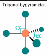 <p>90 degree and 120 degree angles. 5 bonds no lone pairs </p>