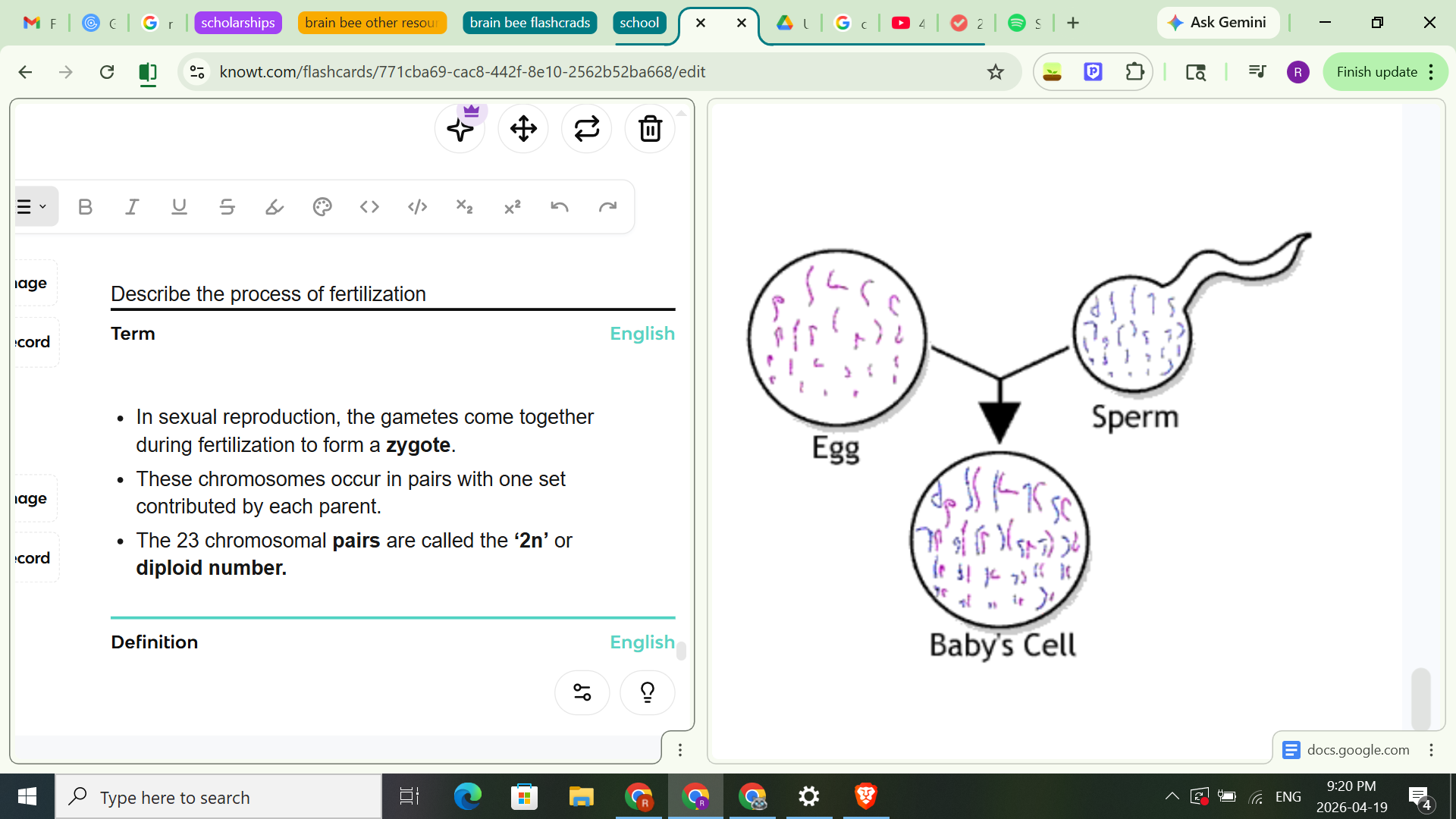 <ul><li><p><span style="background-color: transparent;">In sexual reproduction, the gametes come together during fertilization to form a <strong>zygote</strong>.&nbsp; </span></p></li><li><p><span style="background-color: transparent;">These chromosomes occur in pairs with one set contributed by each parent.&nbsp; </span></p></li><li><p><span style="background-color: transparent;">The 23 chromosomal <strong>pairs</strong> are called the <strong>‘2n’</strong> or <strong>diploid number.</strong></span></p></li></ul><p></p>