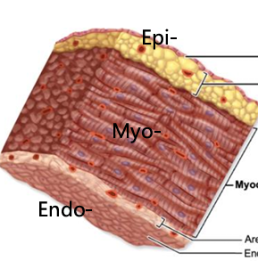 <p>endothelium covering a CT layer, lines the inside of the heart and covers its valves</p>