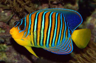 <p>Similar to butterflyfish, thicker, longer bodies, very colourful </p>