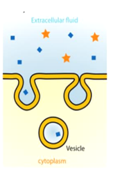 <p>“cell drinking”</p><ul><li><p>engulfs <strong>liquid </strong>material</p></li><li><p>The cell membrane folds itself inward to <strong>suck in extracellular liquid</strong> and whatever random materials happen to be floating in it.</p></li></ul><p></p>