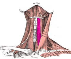 <p><span>EXTRINSIC INFRAHYOID</span><br><br><span>origin: manubrium sterni, clavicle</span><br><br><span>insertion: inferior margin of hyoid corpus</span><br><br><span>innervation: ansa cervicalis, C1-C3</span><br><br><span>function: draws hyoid down; fixes hyoid when lower jaw is opened against resistance</span></p>