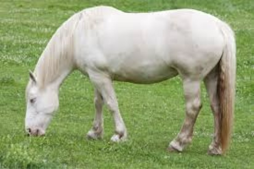 <p>Which color horse is this?</p>