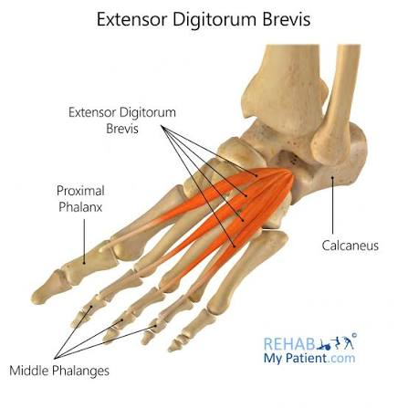 <p>base of proximal phalanx of toes 2-4</p>