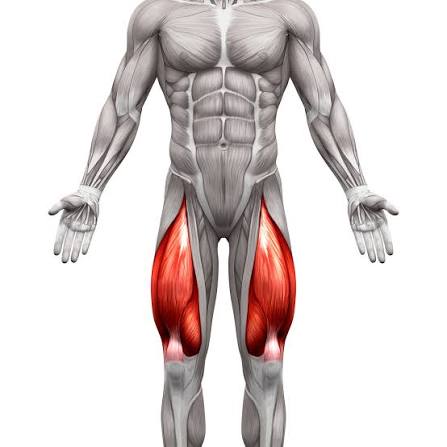 <p>Quadriceps</p>
