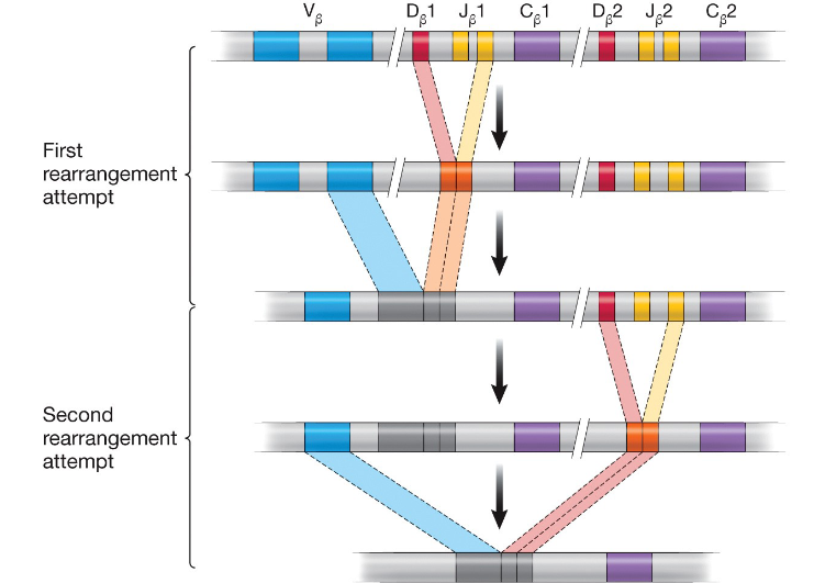 <p>The pTα is crucial because it allows the formation of the pre-T-cell receptor (pre-TCR) and ensures that a functioning T-cell receptor can signal via the same transduction pathways used to activate T cells</p>