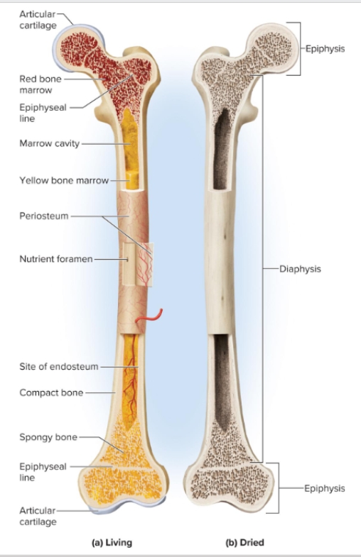 <p>Outer shell of a Long bone</p>