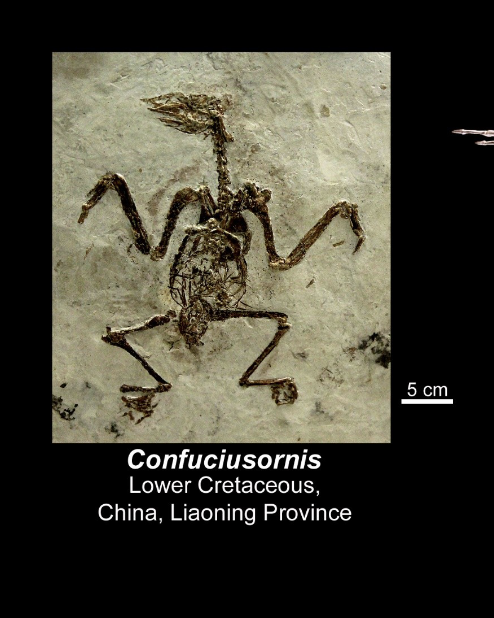 <p>Preavians - Confuciusornis </p><ul><li><p>Lower CRETACEOUS  </p></li><li><p>China  </p></li></ul><p></p>
