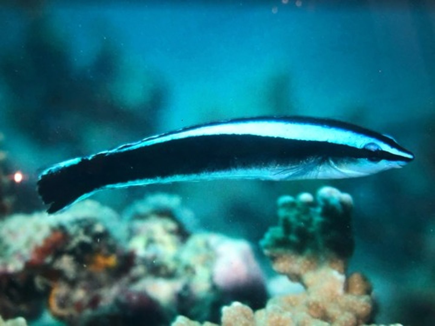 <p>Aspidontus taeniatus</p>