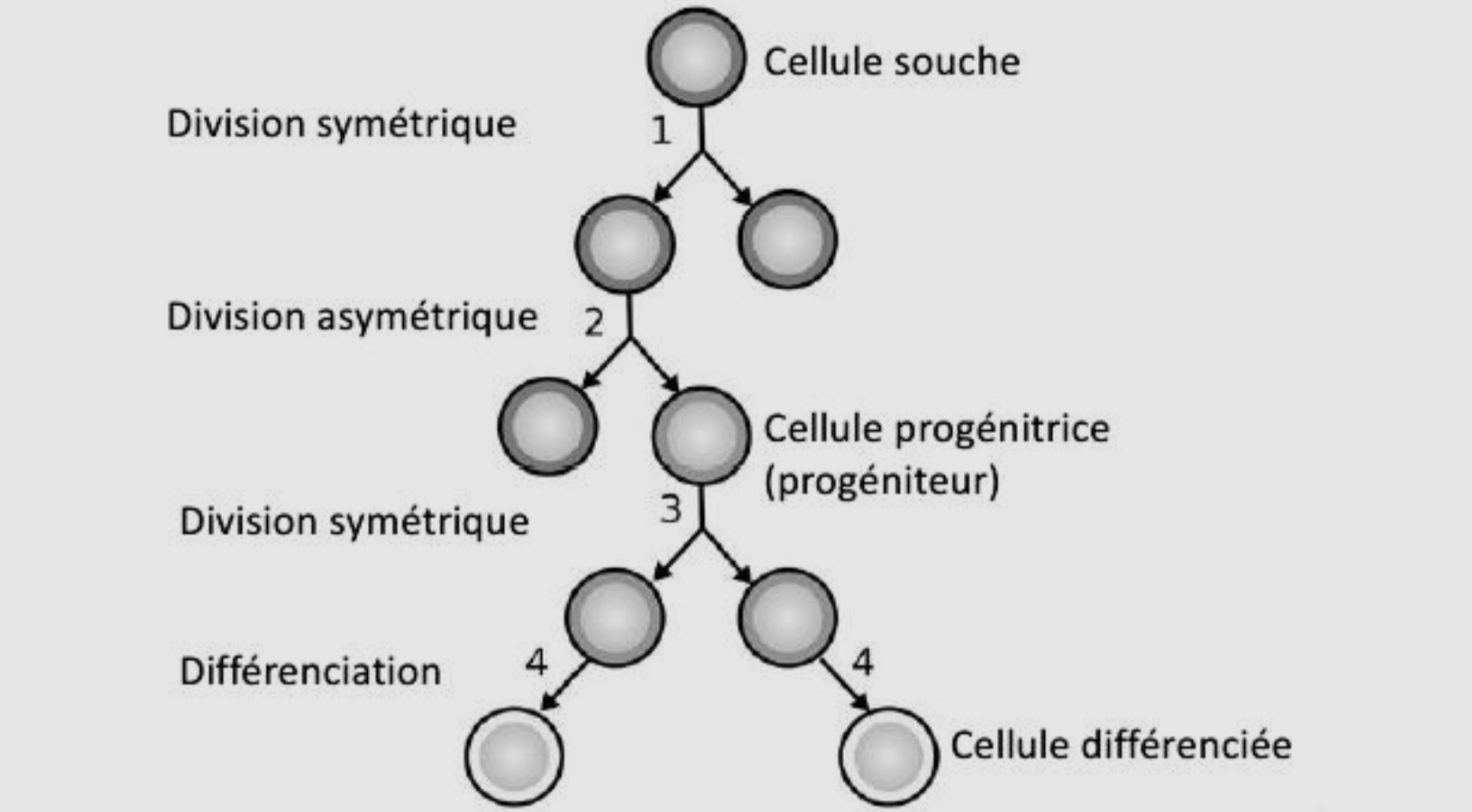 <ul><li><p>Division cellulaire symétrique ← 1 cellule souche mère donne 2 cellules filles identiques </p></li></ul><p></p><ul><li><p>Division cellulaire asymétrique ← 1 cellule souche mère donne 1 cellule souche fille identique à la mère et 1 cellule souche qui se différencie en cellule progénitrice = cellules qui entre dans le processus de différenciation </p></li></ul><p></p>