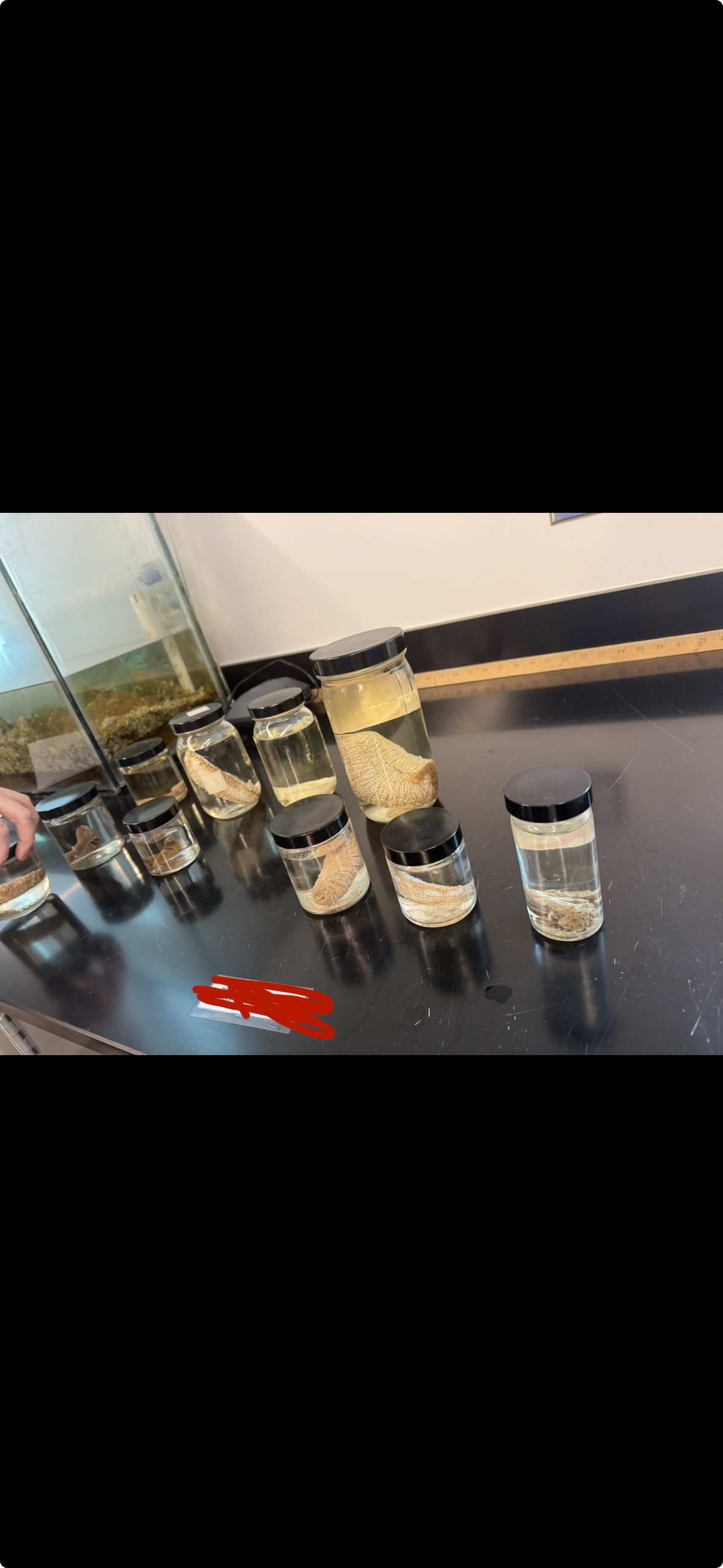 <p>Phylum?</p><p>Class?</p>