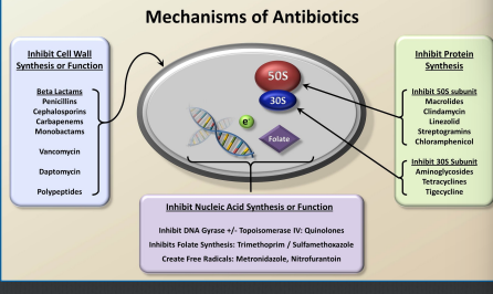 <p>An antibiotic is a biological chemical that inhibits the growth of other organisms. </p><p>Strains of bacteria termed superbugs have evolved to become more resistant to antibiotics</p><p>Overuse and incorrect use of antibiotics results in the natural selection of resistant forms of bacteria.</p>