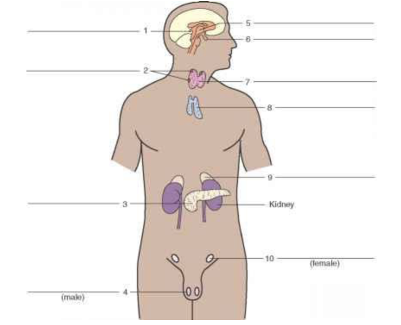<p><span>Identity organ labeled #2.</span></p>