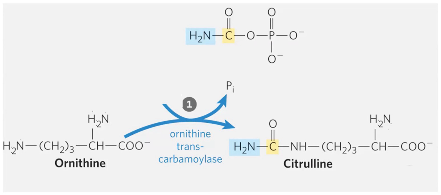 <p>Formation of Citrulline</p><p>Ornithine + Carbamoyl phosphate → Citrulline + P<sub>i</sub> via <strong>Ornithine transcarbamoylase (OTC)</strong></p><p>Occurs mostly in liver mitochondria, 5-10% may occur in kidney</p><p>Citrulline diffuses passively</p>