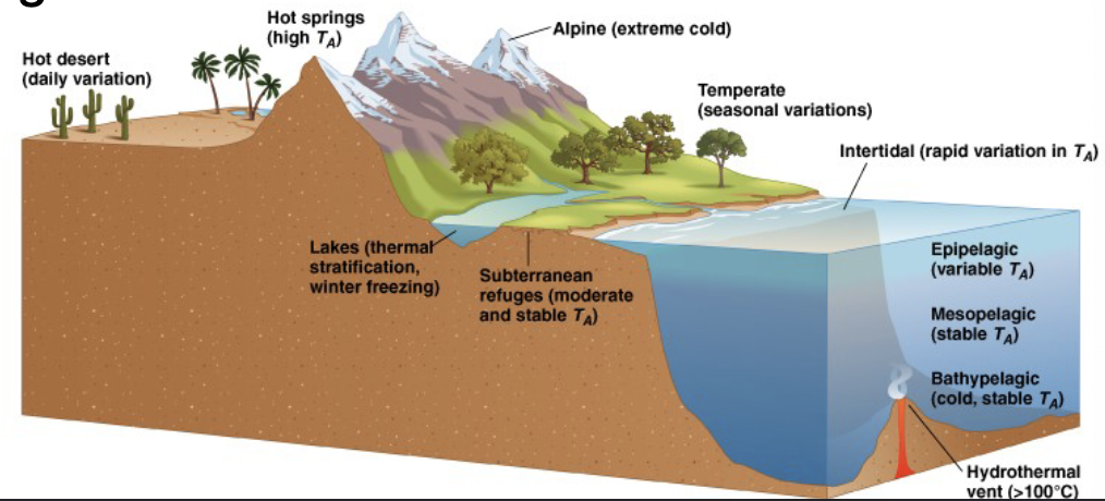 <p>thermal physiology</p>