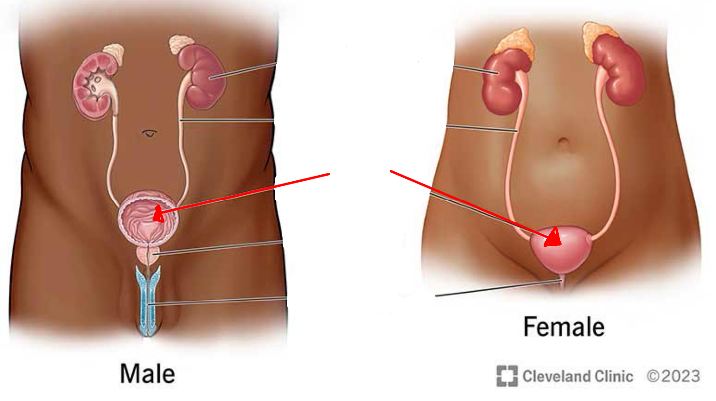 <p>Identify the organ the red arrow it pointing to.</p>