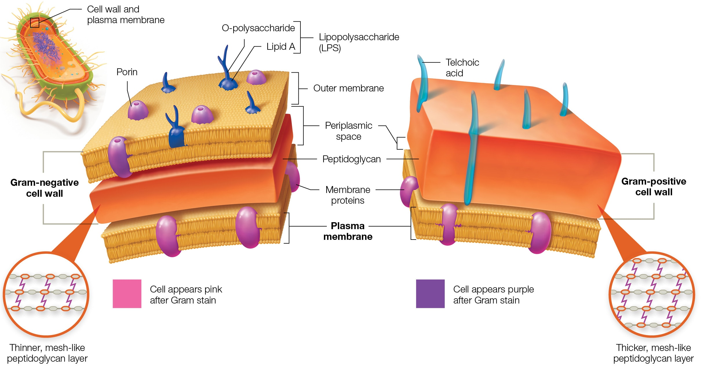 <ul><li><p><strong>Thin</strong> <strong>peptidoglycan</strong> layer (high resistance to penicillin)</p></li><li><p><strong>Outer membrane </strong>→ Carries a glycolipid called <strong>LPS</strong></p><ul><li><p>LPS contains a lipid A that is <strong>toxic to animals</strong></p></li></ul></li><li><p><strong>Periplasmatic space</strong> → between the plasma membrane and the OUTER plasma membrane where nutrients are obtained, and toxins are neutralized</p></li></ul><p></p>