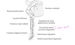 <p>What is the stay apparatus of the forelimb?</p>