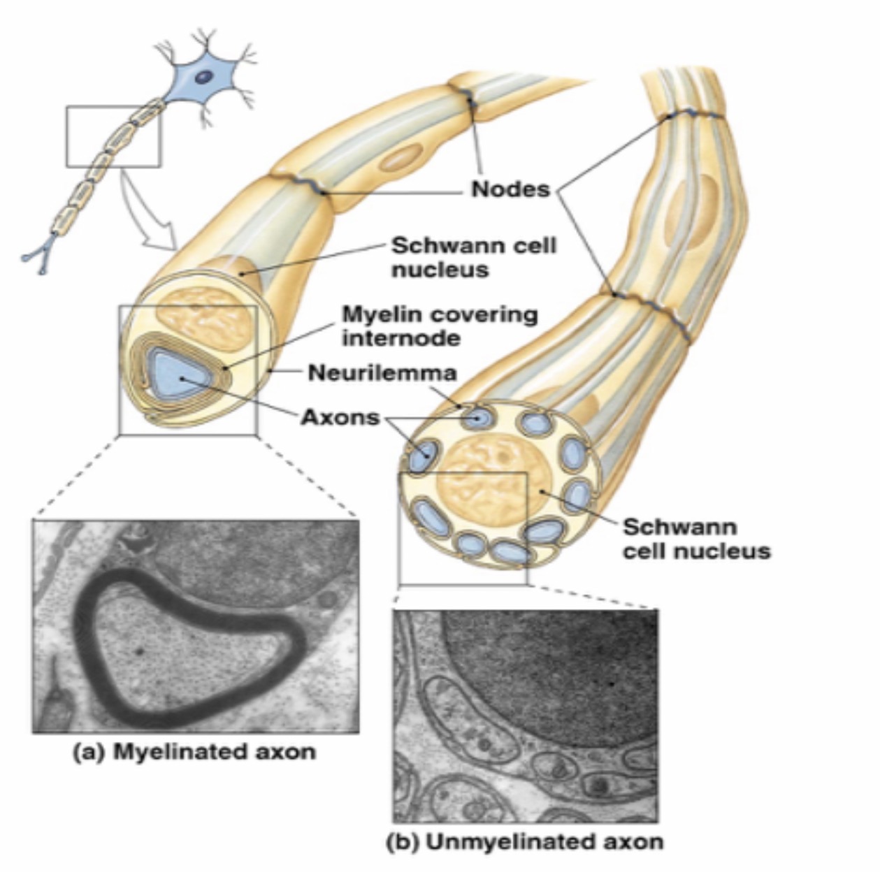 <p>Satellite cells: Functionand etc: Form the myelin sheath around axons in the PNS and support nerve repair.</p>