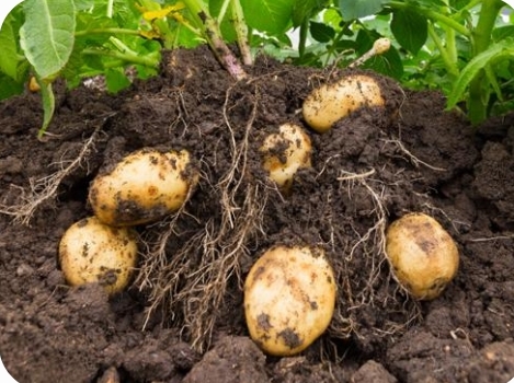 <p>Potato</p>