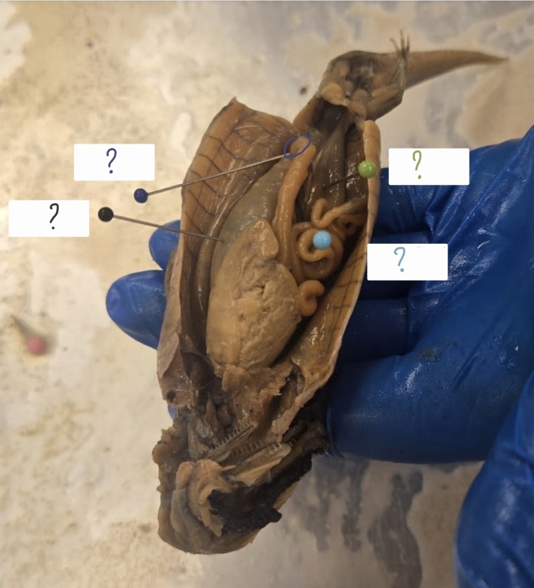<p>purple circle? connected to the stomach and is posterior to it; functions as the primary site for intial, intesive phase of chemical digestion immediately following the stomach</p>
