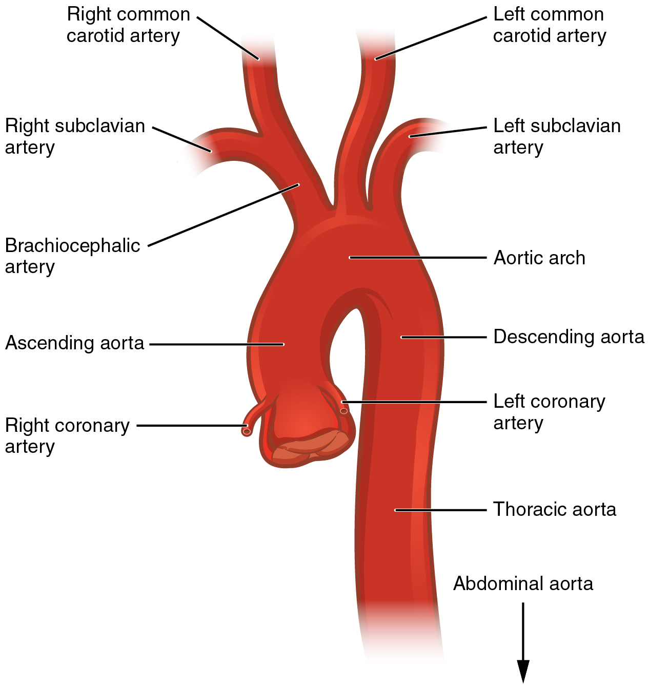 <p>1. Left coronary.</p><p>2. Innominate “Brachiocephalic”</p><p>3. Left common carotid.</p><p>4. Left subclavian.</p>