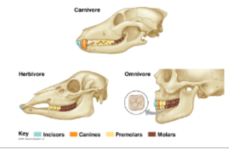 <p>1. mammary glands secrete milk for feeding young</p><p>• Extensive parental care</p><p>2. hair or fur, primarily for insulation</p><p>• also for camouflage, sensing, protection</p><p>3. teeth vary in size, shape &amp; number, adapted to many different food types</p><p>4. highly developed brain &amp; complex behavior (the highly convoluted and folded cerebral cortex)</p>