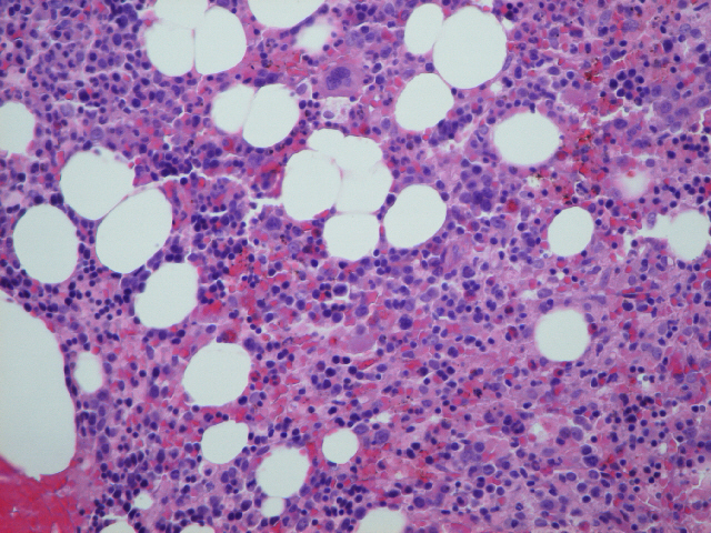 <p>Identifica el tejido y las células presentes</p>