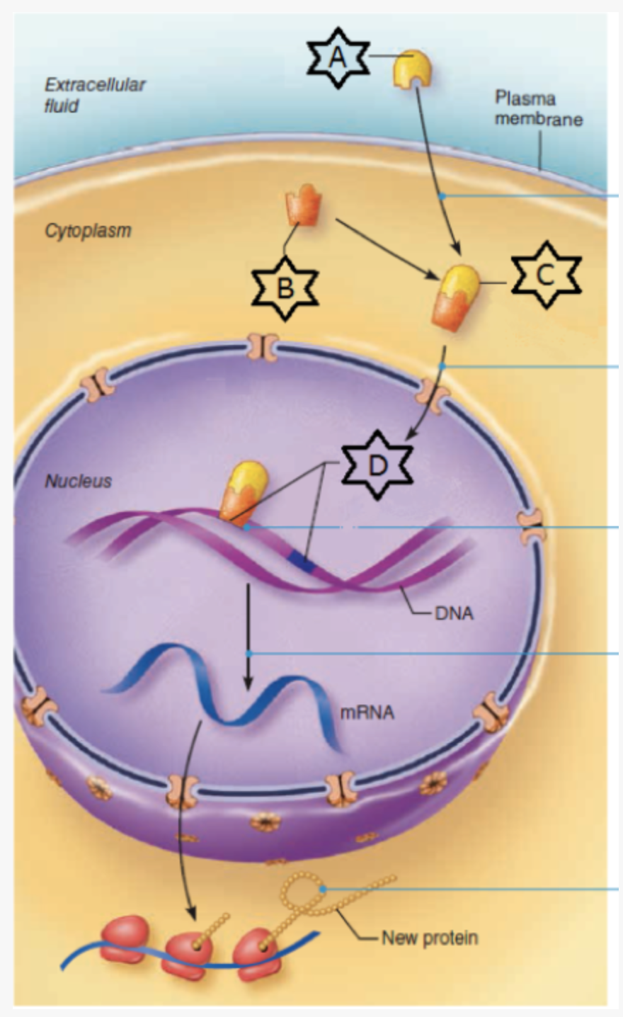 <ul><li><p>genomic messengers</p></li></ul><p></p>
