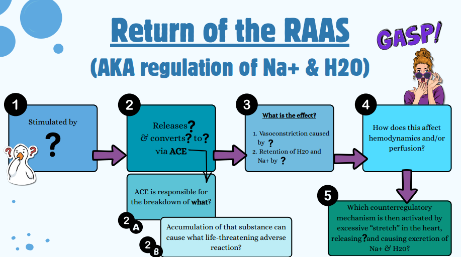 <p>What does RAAS regulate?</p>