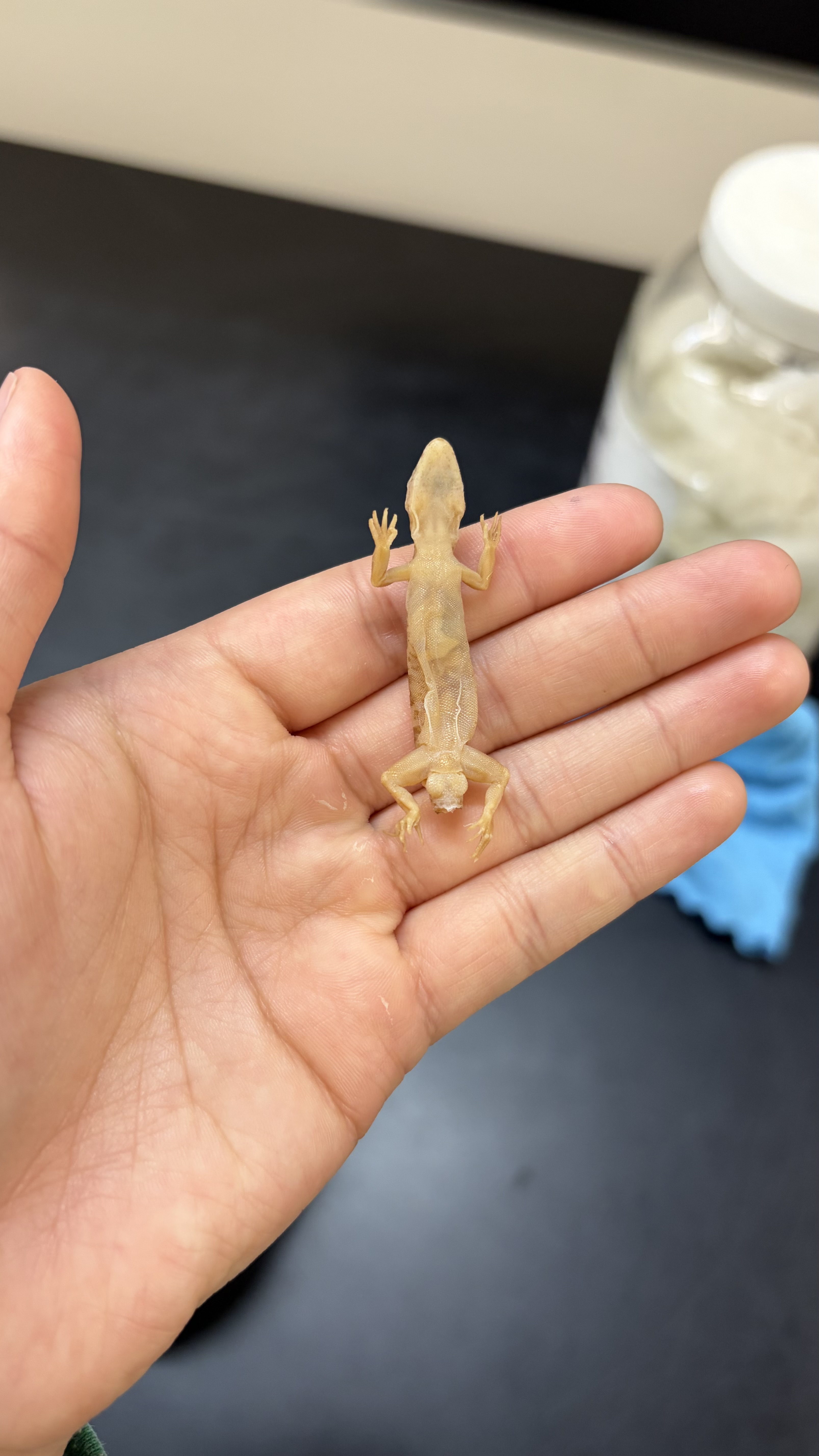 <ul><li><p>Order Squamata</p><ul><li><p>Clade Gekkota</p><ul><li><p>Eublepharidae</p><ul><li><p><em>Coleonyx brevis</em></p></li></ul></li></ul></li></ul></li></ul><p></p>