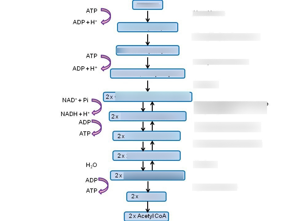 <p>What are the steps to glycolosis  by stage, steps, what is produced, what enzymes are there, what are the kinetic regulatory stages. what are the relative energies of each)</p>