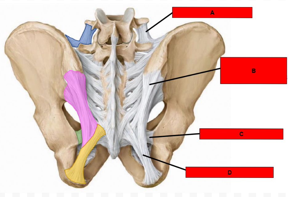 <p>What is indicated by D?</p>
