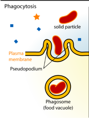 <p>The pseudopodium will swallow large, solid material —> phagosome (food vacuole</p>