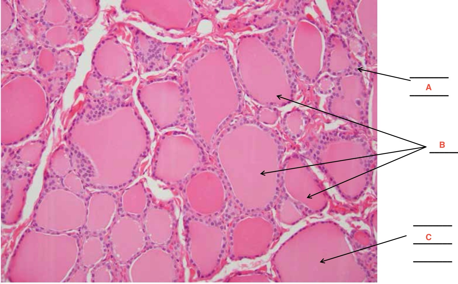 <p>B Name the cells/structure and the hormone they secrete</p>
